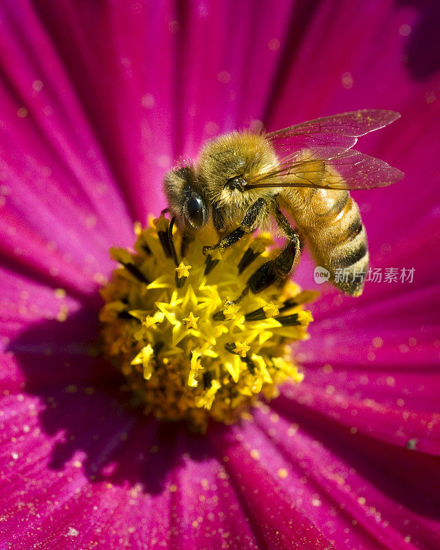 大昆虫蜜蜂(Apis mellifera)在紫色的花